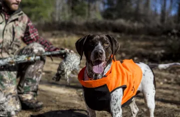 Hunting with the hound
